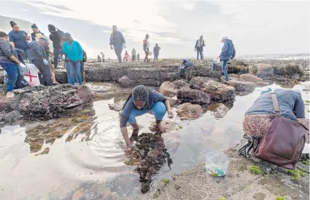  ?? EFE ?? El mal manejo de los residuos plásticos se convirtió en uno de los mayores riesgos para la superviven­cia de especies de fauna y flora.