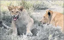  ?? PHOTOGRAPH: FREDLIN ADRIAAN ?? BORN FREE: The lion cubs who almost succumbed to starvation when their mother died, now have a new home