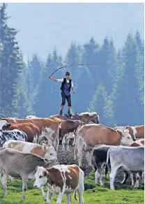  ?? FOTOS (2): VERENA WOLFF ?? Scharf klingen die Hiebe der Peitsche über die Almwiese: Michael Tirler treibt die Herde zusammen.