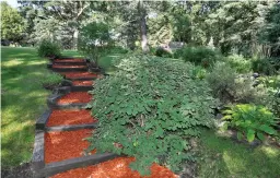  ??  ?? Red mulch kept in place with dark four-by-fours is ornamental and practical.