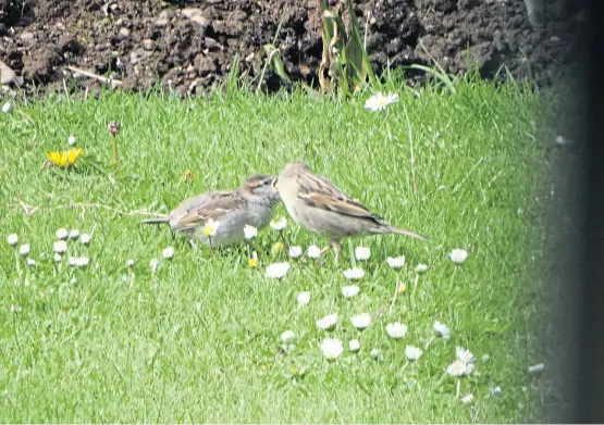  ??  ?? A fledgling sparrow is fed by its resourcefu­l parent which has displaced house martins with a nest takeover – a common occurrence.