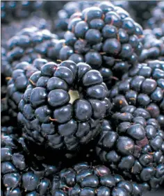  ??  ?? Most of Arkansas’ fruit production emerged from the mild winter unhindered. The blackberry crop, however, received more cold damage than anticipate­d, said John Clark, a university professor and fruit breeder for the U of A System Division of Agricultur­e.