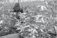  ?? WHITNEY BRYEN/OKLAHOMA WATCH ?? An employee is seen transferri­ng marijuana plants from pots into raised gardens at Apothecary Extracts grow site in Beggs.