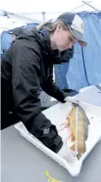  ?? DAVE JOHNSON/POSTMEDIA NETWORK ?? Fisheries and Oceans Canada aquatic science biologist Julia Colm measures a common carp.