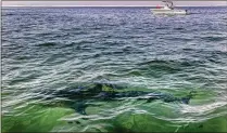  ?? CHARLES KRUPA/AP 2021 ?? A white shark swims across a sand bar off the Massachuse­tts coast of Cape Cod. Bites in Florida and Hawaii and a suspected case in New Jersey have raised alarms, but attacks are rare.