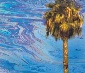  ?? Los Angeles Times ?? PALM TREES are reflected on the oil-slicked surface of the Rancho La Brea Tar Pits.