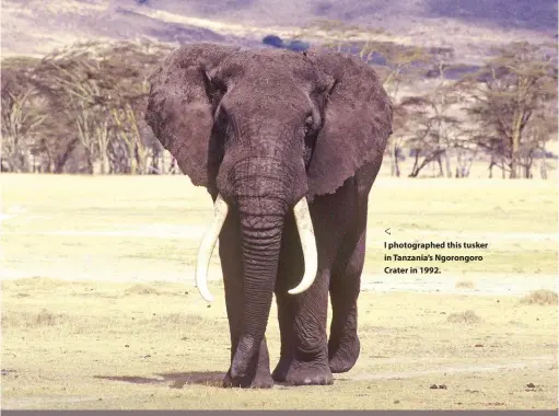  ??  ?? I photograph­ed this tusker in Tanzania’s Ngorongoro Crater in 1992.