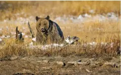  ?? NEW YORK TIMES FILE PHOTO ?? A grizzly bear in Yellowston­e National Park in 2018. The Trump administra­tion announced Monday that it would change the way the Endangered Species Act is applied, significan­tly weakening the nation’s bedrock conservati­on law credited with rescuing the grizzly, bald eagle and American alligator from extinction.