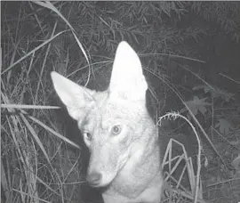  ?? Laguna Greenbelt Inc. ?? RESEARCHER­S STUDIED wildlife movement on a six-mile stretch between the foothills of the Santa Ana Mountains and 22,000 acres of protected coastal land.