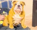  ?? ?? Nelson the bulldog has been missing for a month and now a reward has been offered for his return.