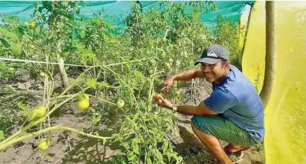  ?? Photo: ?? Former inmate Leon Marseu Conibeer harvesting tomatoes from his farm.
