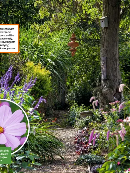  ??  ?? Left, purples mix with silvers, whites and yellows to extend the season handsomely. Right, this inviting path leads to swaying
Arundo donax grasses Deep and light pink cosmos will bloom and bloom for five or six months