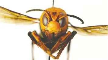  ??  ?? The five-centimetre-long Asian giant hornet, or “murder hornet,” was first found near the Canadian-U.S. border in December 2019. The insect poses a threat to honeybees.