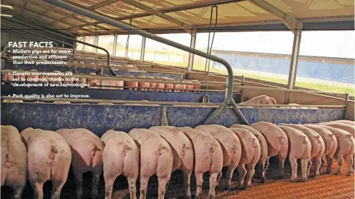  ?? PHOTOS: GLENNEIS KRIEL ?? ABOVE: Some farmers today are achieving a dead weight herd feed conversion ratio of 3,1:1, as opposed to the 3,8:1 of only a decade ago.
RIGHT: In South Africa, an average of between 24 and 25 piglets are weaned per sow per year. However, the most proficient farmers have begun to achieve more than 30 weaners/ sow/year.