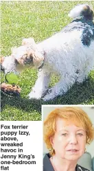  ??  ?? Fox terrier puppy Izzy, above, wreaked havoc in Jenny King’s one-bedroom flat