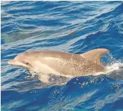 ?? SECAC ?? 28 especies de cetáceos de las 90 existentes están presentes en Canarias
