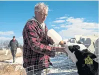  ??  ?? Organic dairy farmer John Brunsveld feeds a calf in its outdoor pen. He says fresh air and forage at his Lizton Acres farm near Hamilton make all the difference. “God made an animal to walk around on grass. They’re better off.”