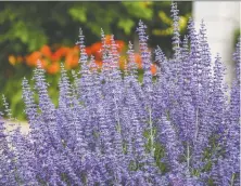  ??  ?? Russian sage, such as this ‘Denim ’n Lace’ variety from Proven Winners, has fragrant foliage and is attractive to butterflie­s.