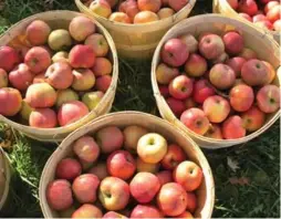  ?? DEBRA NORTON ?? What better way to enjoy autumn than a day trip to pick your own apples, but be sure to bring sturdy bags as some U-pick orchards don’t provide baskets.