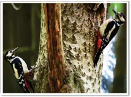  ??  ?? RESPITE: A pair of great spotted woodpecker­s in a Bristol park