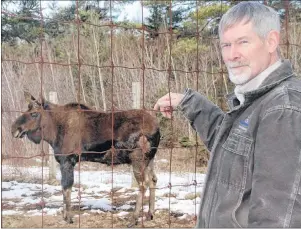  ?? LYNN CURWIN/TRURO DAILY NEWS ?? The moose are a favourite with Bert Vissers, manager of the Shubenacad­ie Provincial Wildlife Park. He likes both their gangly appearance and personalit­ies.