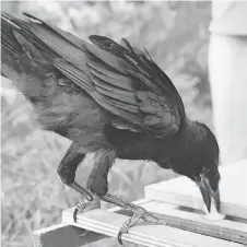  ??  ?? A crow-like rook at Puy du Fou theme park in France uses a special box designed to receive trash and reward the bird with food.