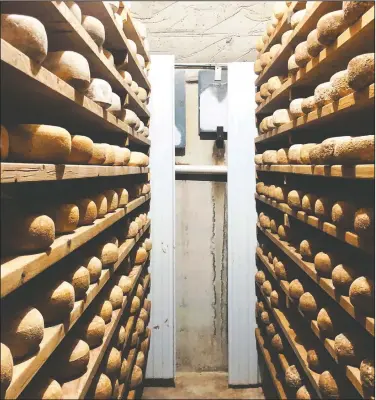  ?? (The Philadelph­ia Inquirer/Craig LaBan) ?? The spruce wood shelves are stocked with wheels of Butta Schaf Kase, a Pecorino-style sheep’s milk cheese made and aged in the undergroun­d cave at Goot Essa in Howard, Pa.