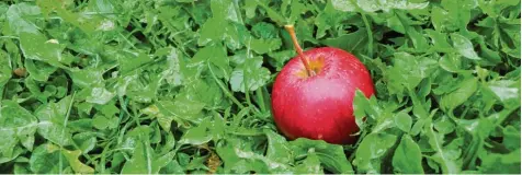 ?? Foto: Frank Rumpenhors­t/dpa ?? Ein Apfel soll schuld sein, dass Isaac Newton eine bedeutsame Entdeckung machte und einer der größten Wissenscha­ftler der Geschichte wurde.
