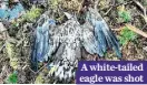  ?? ?? A white-tailed eagle was shot hard,