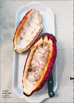  ?? ELIZABETH KARMEL VIA AP ?? A fresh cacao pod