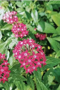  ?? Brandi Keller / Contributo­r ?? Establishe­d pentas withstand Houston’s hot, humid summers.