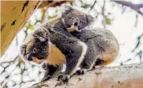  ?? SOUTH AUSTRALIA TOURISM COMMISSION ?? A koala and joey on Kangaroo Island. Tour companies are offering trips that educate participan­ts about koala conservati­on.