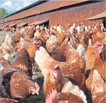  ??  ?? HEALTH CONCERN: Bird flu is a major challenge for the poultry industry.