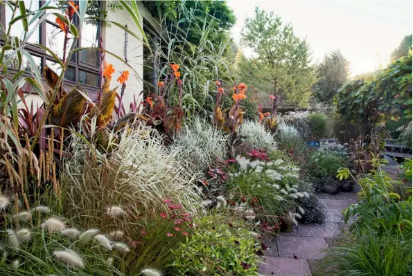  ??  ?? A display of patio pots includes bursts of pale grasses, Phalaris arundinace­a var. picta ‘Feesey’ and soft, feathery Pennisetum villosum, between colourful shots of annual Cosmos bipinnatus Sonata Series and chocolate-coloured Cosmos atrosangui­neus. Towering behind are tall stems of hot-orange canna ‘Phasion’ and giant Arundo donax var. versicolou­r.