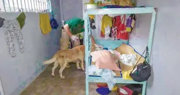  ?? COURTESY OF THE DANAO CITY POLICE ?? A member of the Philippine Drug Enforcemen­t Agency-7, with the help of a canine dog, inspects a cell inside the Danao City Jail during a Greyhound operation yesterday. The authoritie­s did not find any contraband inside the facility.