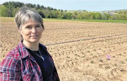  ?? IAN FAIRCLOUGH ?? Agricultur­e and Agri-food Canada scientist Suzanne Blatt is researchin­g the use of microscopi­c worms as a way to help control cucumber beetles and protect the crops they damage.