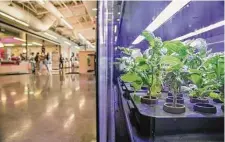  ?? ?? The UH dining hall includes a Farmshelf, a vertical farm that grows produce onsite year-round.