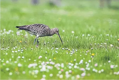  ??  ?? A project in Strathspey includes managing habitats for wading birds such as curlews.