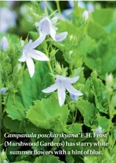  ??  ?? Campanula poscharsky­ana ‘E.H. Frost’ (Marshwood Gardens) has starry white summer flowers with a hint of blue.