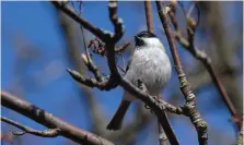  ?? Bild: HASSE HOLMBERG / TT ?? PÅ NEDGÅNG. Talltita är en av de fåglar, knutna till skogen, som kurvorna pekar nedåt för.