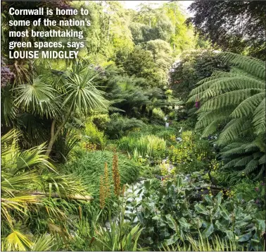  ??  ?? FERN BRITAIN: The subtropica­l splendour of the plants at Trebah Garden in Cornwall