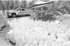  ?? STEPHEN M. DOWELL/STAFF PHOTOGRAPH­ER ?? Lake County jail inmates toil to fill sandbags Wednesday at Lake County Fire Station 10 in Astor. Astor suffers from flooding after Hurricane Irma.