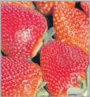  ?? Francine Orr Los Angeles Times ?? STRAWBERRI­ES do well when grown with plants with similar water needs.
