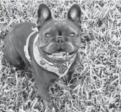  ?? Courtesy of Patti Rhine ?? Sailor, an 18-month-old French bulldog, was safely returned to her Keys home. Frenchies are one of the most expensive dogs to buy from a breeder, easily fetching several thousand each. ‘They’re stealing them to get puppies,’ said Patti Rhine, Sailor’s owner.