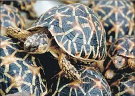  ?? Noah Seelam AFP/Getty Images ?? STAR TORTOISES, a protected species, are shown at the Nehru Zoological Park in Hyderabad, India, after being seized by wildlife protection authoritie­s.