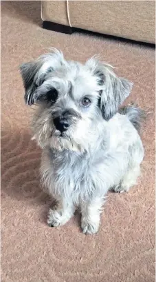  ??  ?? This is Corrie, a cross schnauzer and Tibetan spaniel, who is eight and lives in New Elgin with his owner Audrey Gill.