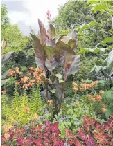  ?? ?? Cannas are eye-catching plants with showy foliage and tropical coloured blooms. These are grown from rhizomes sold at garden centres in spring. Depending on the variety, cannas grow four to six feet tall.