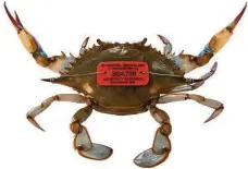  ?? Nicholls State University ?? Researcher­s from Florida to Texas have fit plastic tags to about 17,000 adult female blue crabs. Those who recapture and report the tags are eligible for a reward.