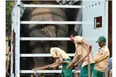  ??  ?? Officials of Four Paws Internatio­nal and wildlife rangers move Kavaan, Pakistan’s only Asian elephant.