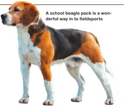  ??  ?? A school beagle pack is a wonderful way in to fieldsport­s